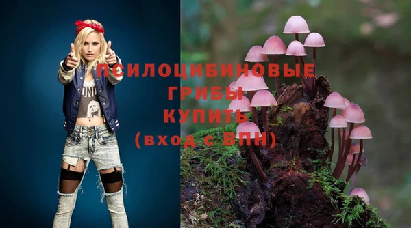 прущие грибы Елизово